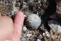 Mammillaria pectinifera