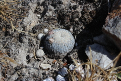 Mammillaria pectinifera