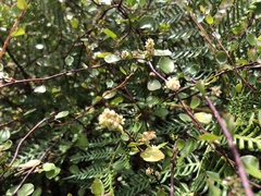Muehlenbeckia