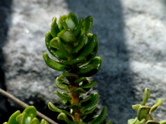 Olearia nummulariifolia