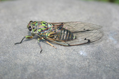 Amphipsalta
