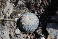 Mammillaria pectinifera