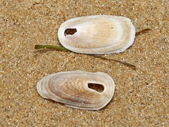 Macroschisma tasmaniae