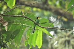 Psarisomus dalhousiae