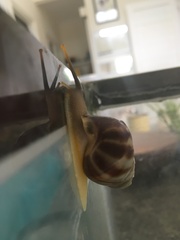 Amphidromus perversus