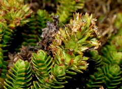 Veronica epacridea
