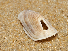 Macroschisma tasmaniae