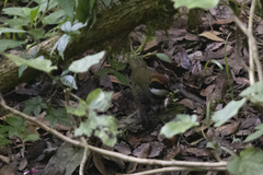 Arremon brunneinucha