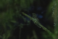 Antrostomus arizonae