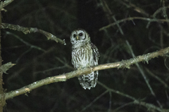 Strix fulvescens