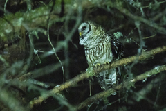 Strix fulvescens