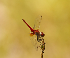 Aethriamanta nymphaeae