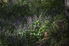 Salvia carnea