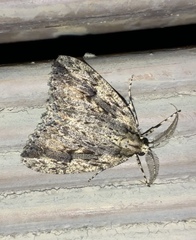 Pseudocoremia rudisata