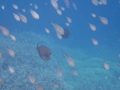 Chromis ternatensis