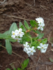 Lithospermum distichum