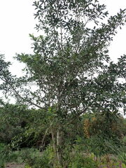 Ficus aurea