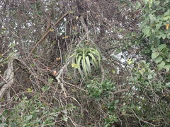 Tillandsia utriculata