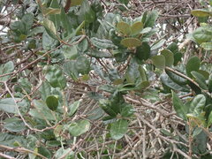 Tillandsia utriculata
