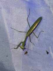 Stagmomantis theophila