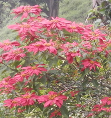 Euphorbia pulcherrima
