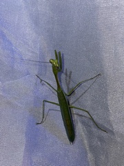 Stagmomantis theophila