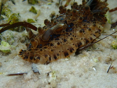 Dendrodoris