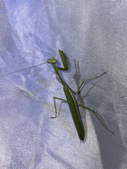 Stagmomantis theophila