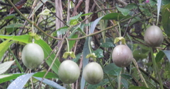 Passiflora edulis edulis