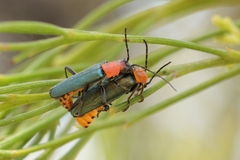 Chauliognathus tricolor