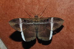 Hemeroblemma mexicana