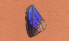 Arhopala