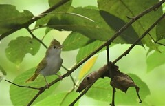 Erpornis zantholeuca