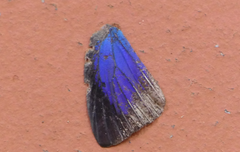 Arhopala