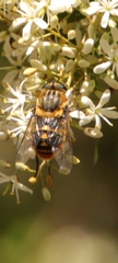 Scaptia