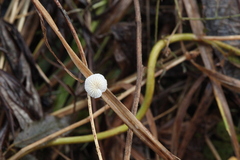 Crepidotus epibryus