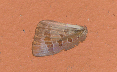 Arhopala