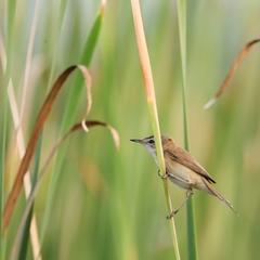 Acrocephalus agricola