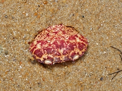 Nectocarcinus tuberculosus
