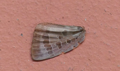 Arhopala