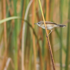 Acrocephalus agricola