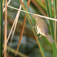 Acrocephalus agricola