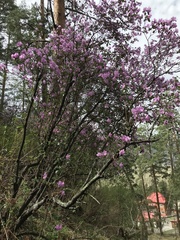 Rhododendron ledebourii