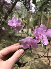 Rhododendron ledebourii