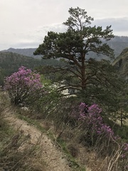Rhododendron ledebourii