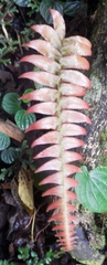 Blechnum occidentale