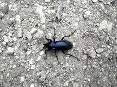 Carabus germarii
