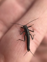 Andiperla