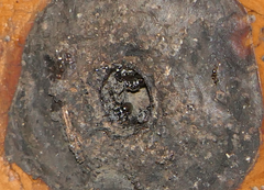 Tetragonula hockingsi