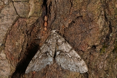 Phigalia denticulata